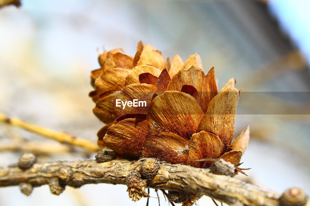 CLOSE-UP OF DRIED PINE CONE