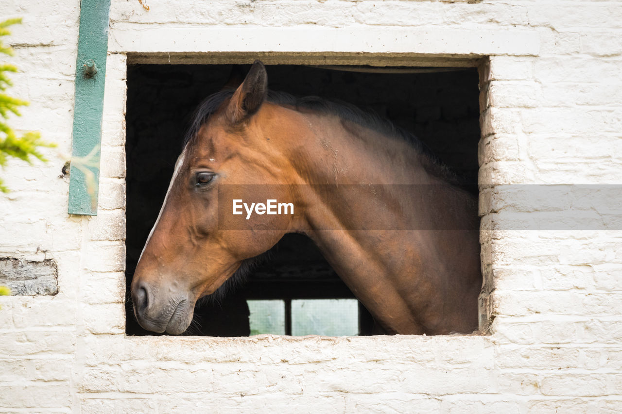 horse, animal, animal themes, mammal, one animal, domestic animals, animal wildlife, animal body part, livestock, no people, pet, animal head, window, day, architecture, wall - building feature, brown, outdoors, built structure, building exterior, nature