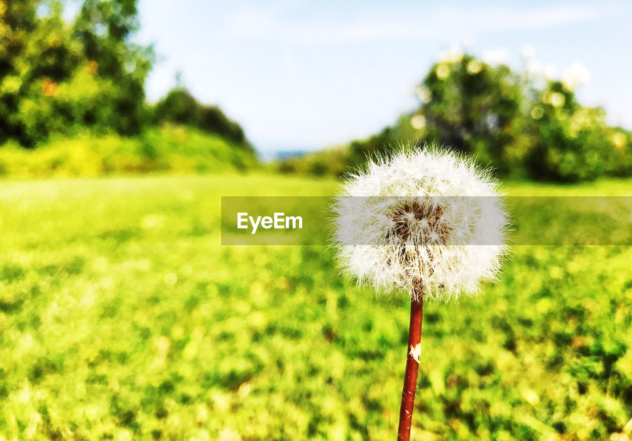 Close-up of dandelion in field