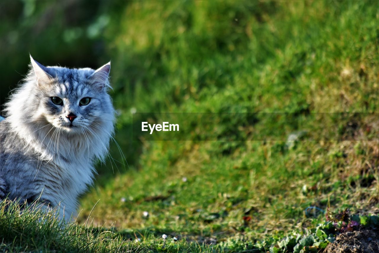 View of a cat on field