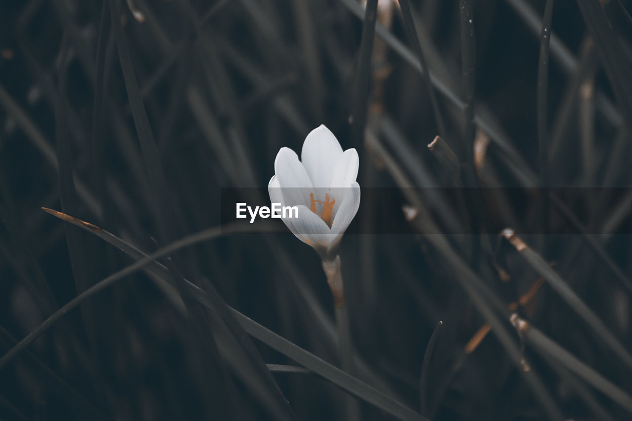 Close-up of white flowering plant