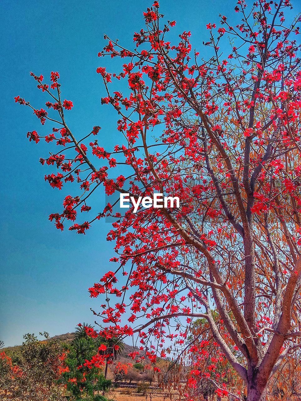LOW ANGLE VIEW OF TREE WITH RED FLOWERS