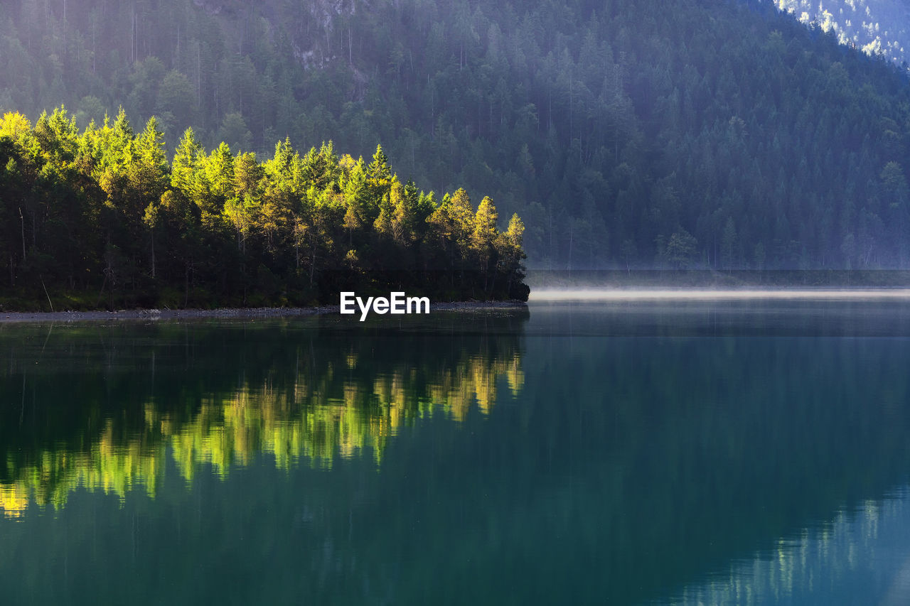 Scenic view of lake in forest