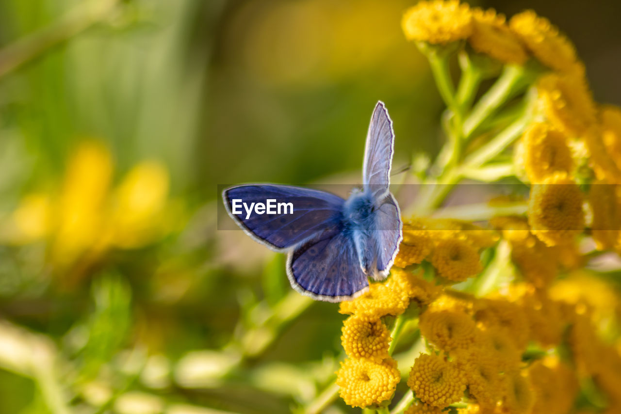 animal wildlife, animal themes, animal, yellow, insect, flower, beauty in nature, one animal, animal wing, flowering plant, nature, plant, butterfly, wildlife, macro photography, close-up, animal body part, freshness, moths and butterflies, fragility, macro, summer, environment, no people, outdoors, flower head, perching, blue, focus on foreground, petal, selective focus, environmental conservation, springtime