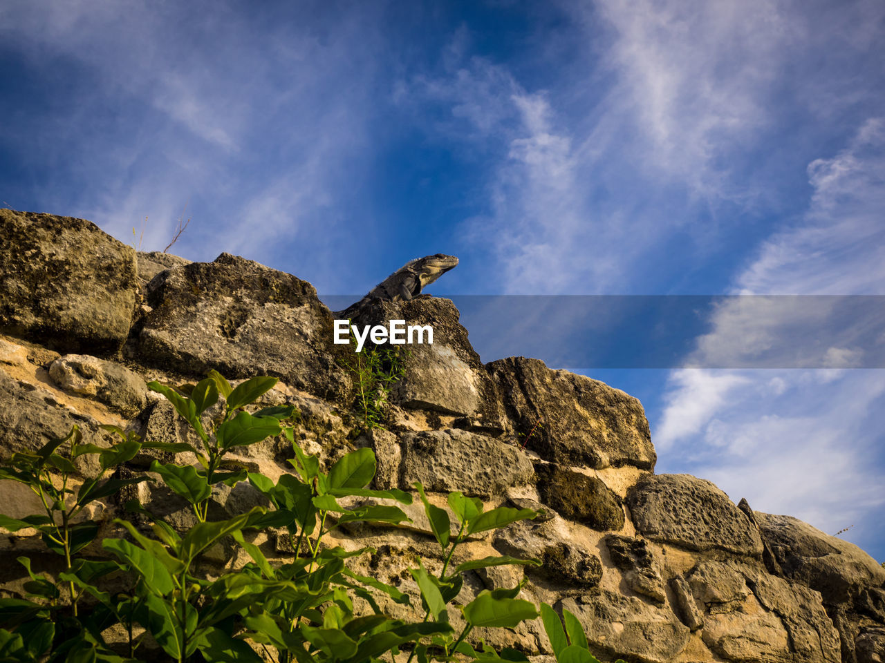 rock, cloud - sky, solid, sky, rock - object, low angle view, vertebrate, one animal, animals in the wild, animal wildlife, animal, nature, animal themes, day, rock formation, no people, bird, beauty in nature, outdoors, scenics - nature, formation