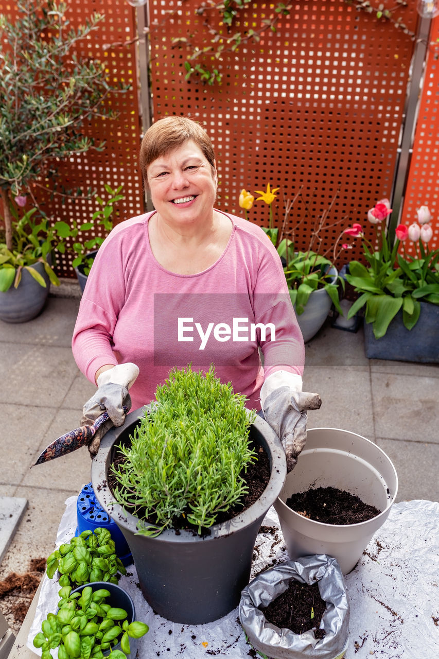 Senior happy caucasian woman transplanting lavender seedling from plastic pot at balcony garden 