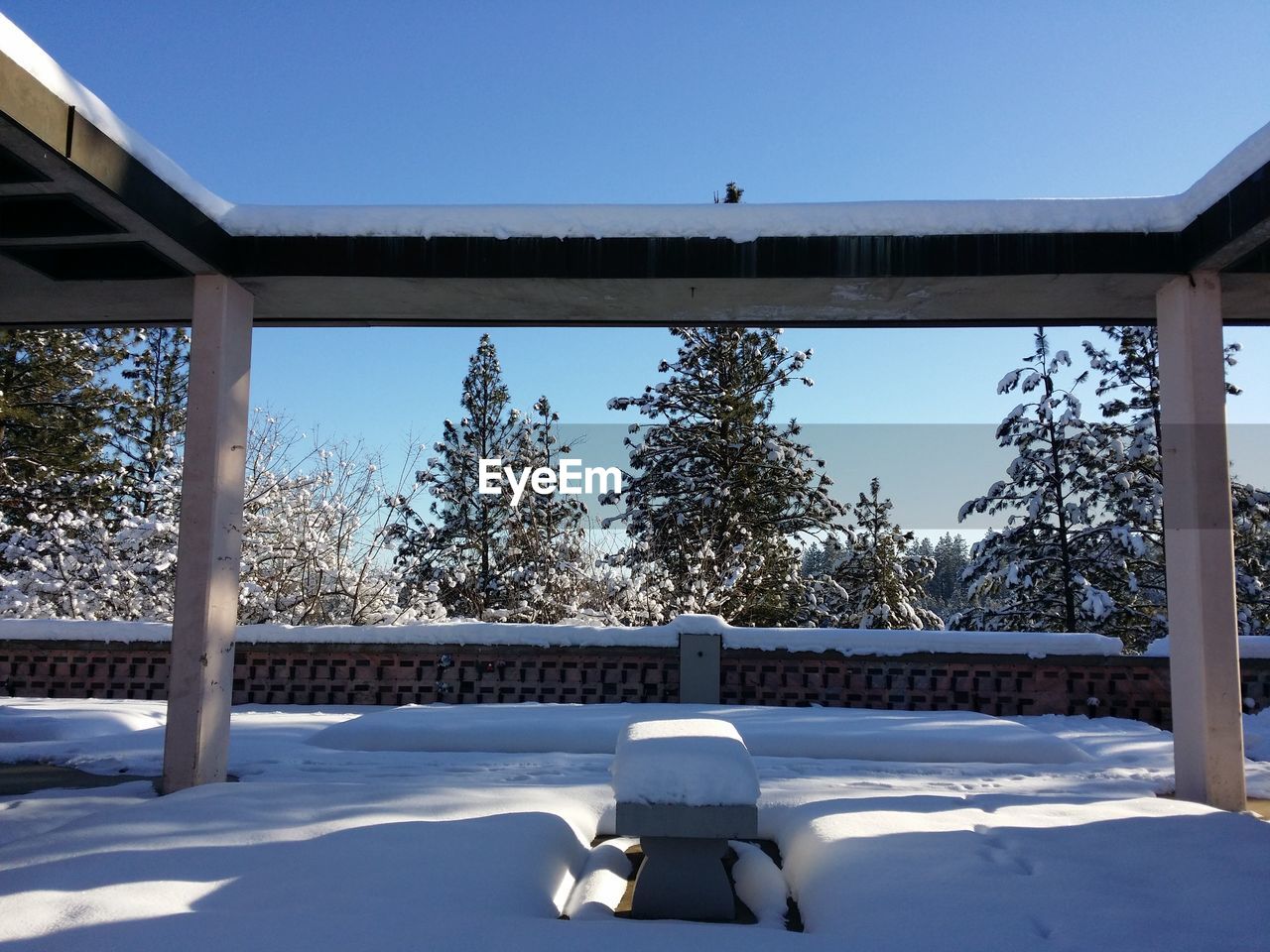 Low angle view of snow covered trees