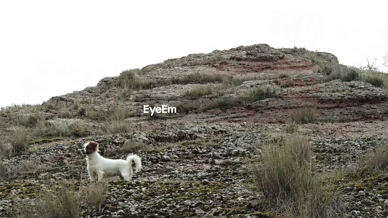 DOG ON FIELD AGAINST MOUNTAIN