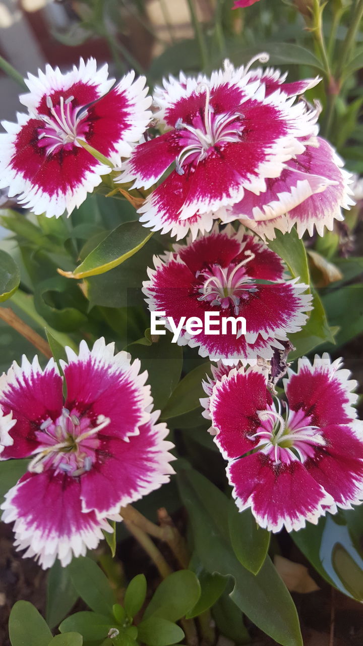 CLOSE-UP OF PINK FLOWERS