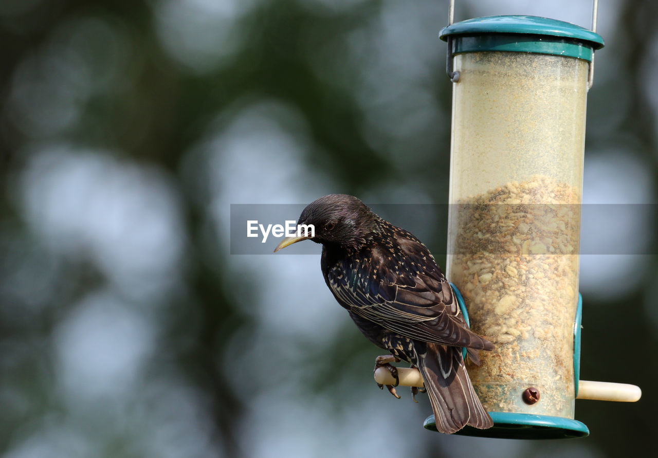 CLOSE-UP OF BIRDS PERCHING ON A BIRD