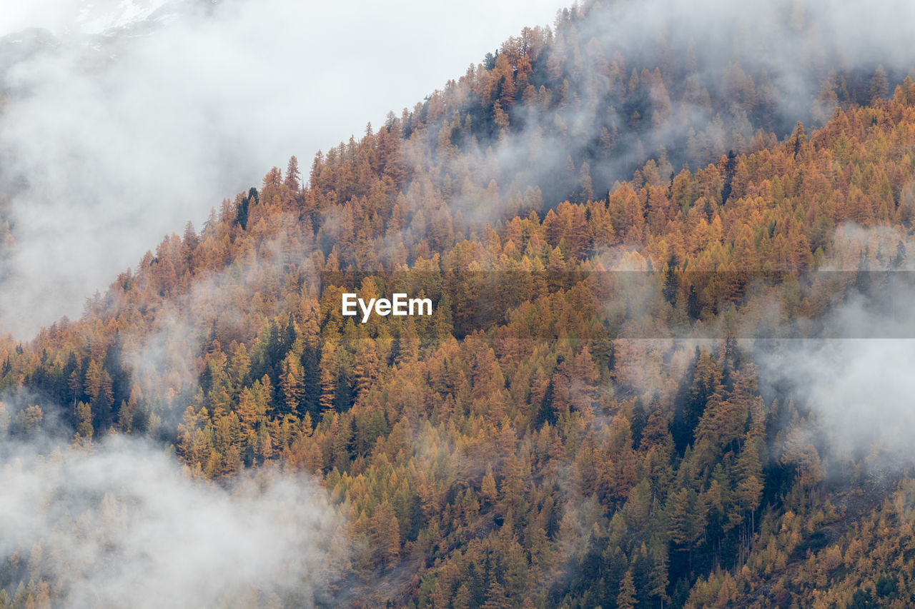 Foggy autumn or fall alpine mountain slopes with orange colored larch trees. 