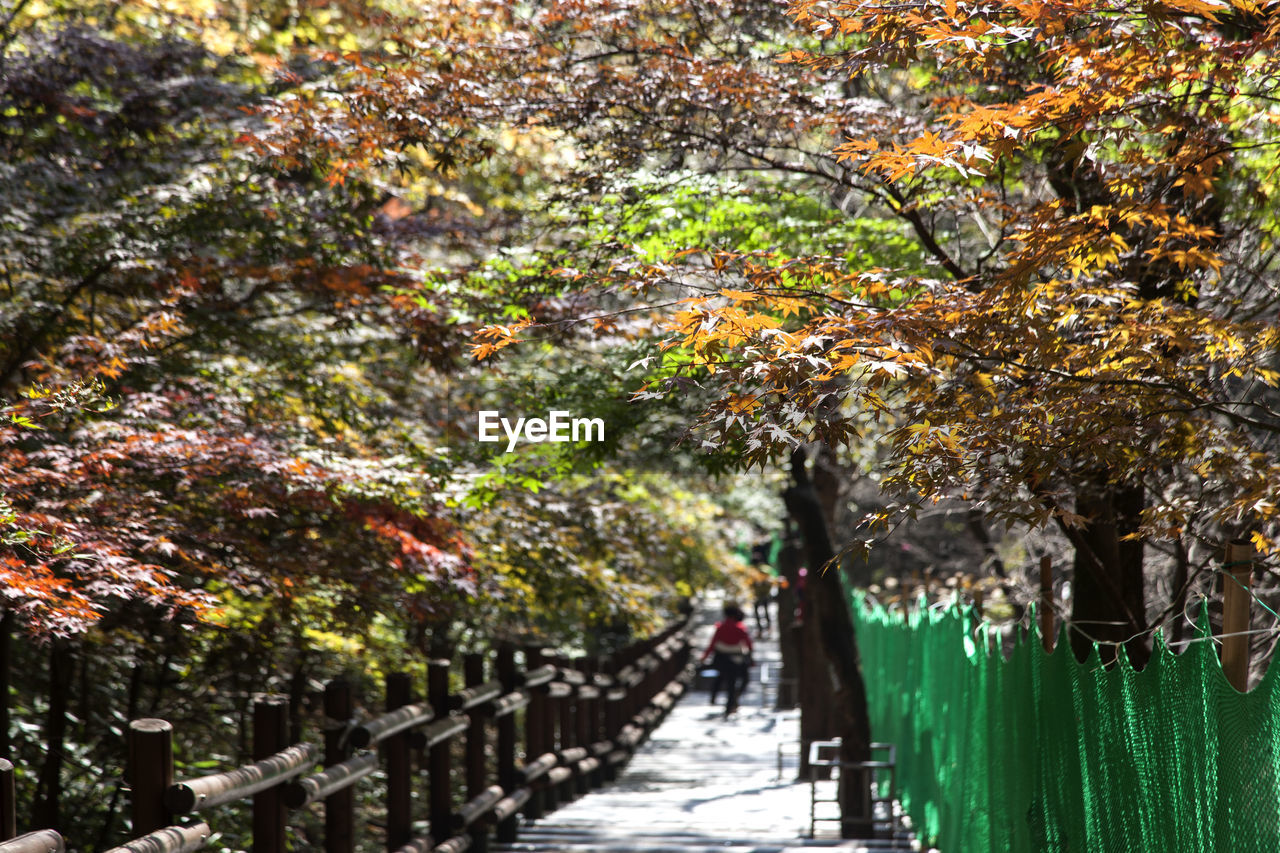 Walkway amidst trees in park during autumn