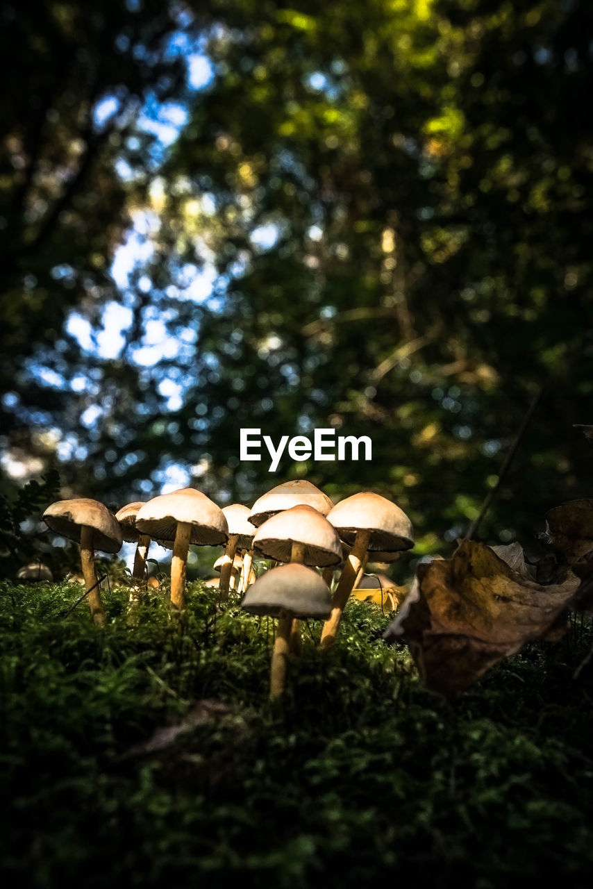 CLOSE-UP OF MUSHROOMS ON FIELD