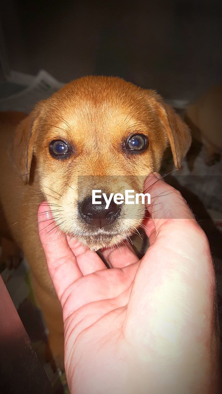 CLOSE-UP OF HAND HOLDING PUPPY WITH TATTOO