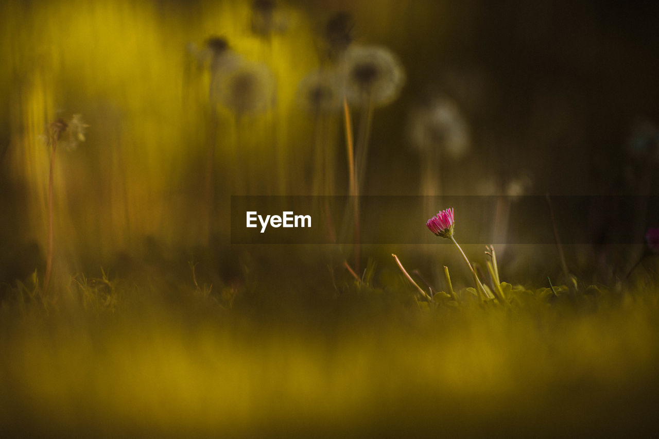 Close-up of pink flowering plant on field