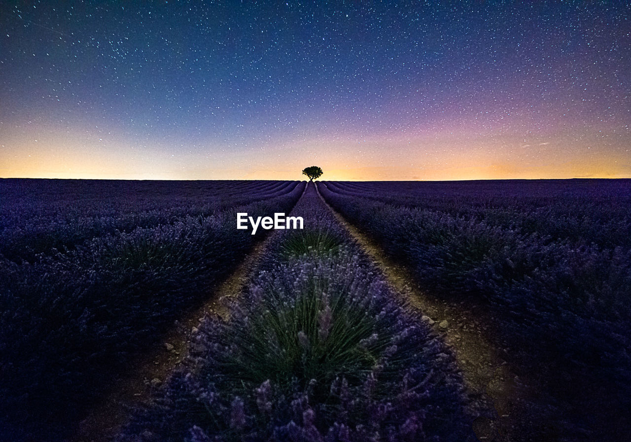 Scenic view of flowers growing on landscape against star field at night