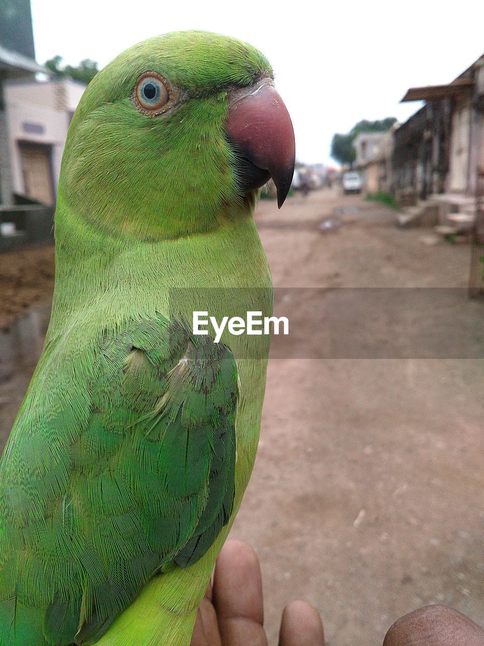Close-up of parrot perching on hand