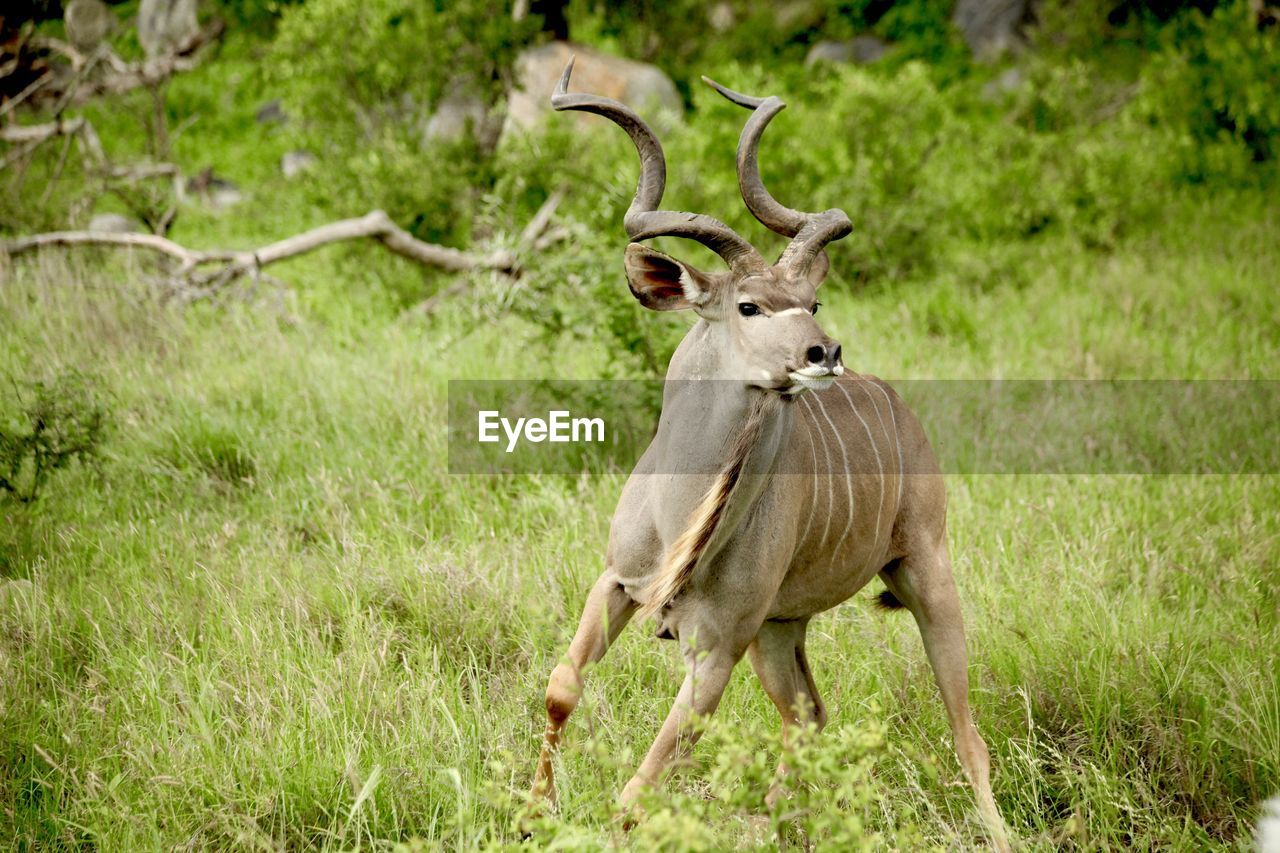 Kudu standing on grassy field