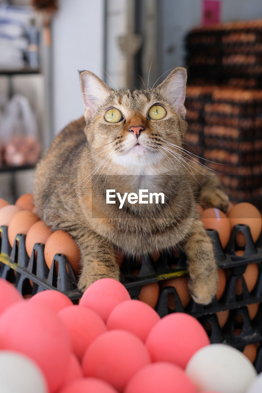 Close-up portrait of cat relaxing at home