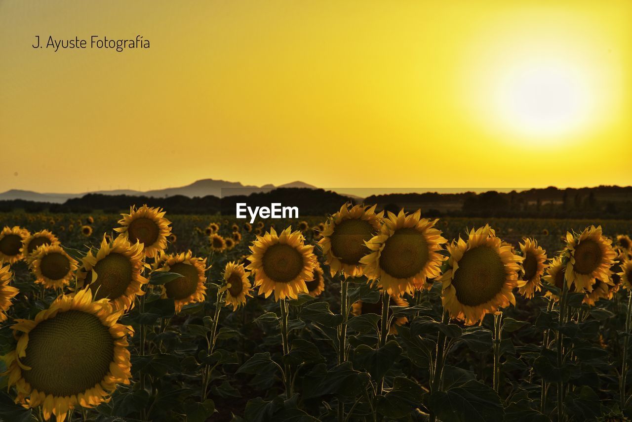 plant, sky, sunflower, landscape, beauty in nature, flower, nature, yellow, field, flowering plant, land, environment, sunset, rural scene, scenics - nature, growth, freshness, agriculture, sunlight, sun, flower head, no people, tranquility, tranquil scene, crop, horizon over land, fragility, gold, cloud, idyllic, non-urban scene, farm, horizon, inflorescence, clear sky, outdoors, grass, plain, summer, back lit, abundance, meadow, copy space, mountain, dusk, backgrounds, petal, sunbeam, springtime