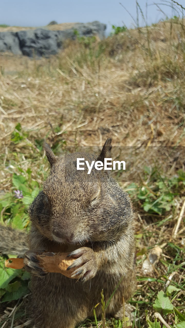 CLOSE UP OF SQUIRREL