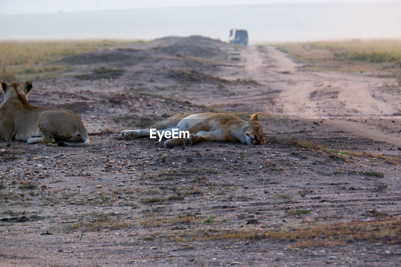 Lioness sleeps by a dirt path in the maasai mara