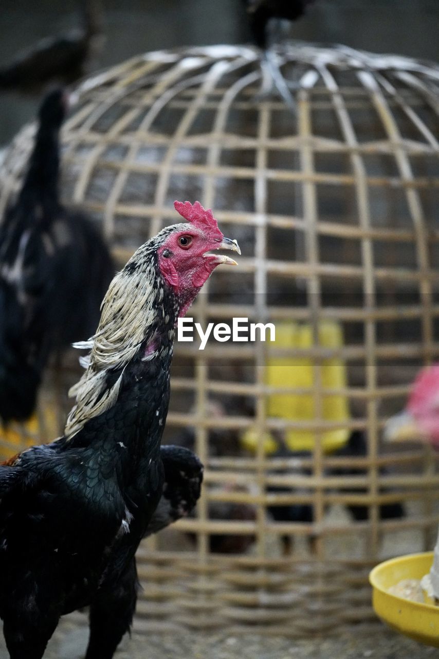 Close-up of a chicken in cage