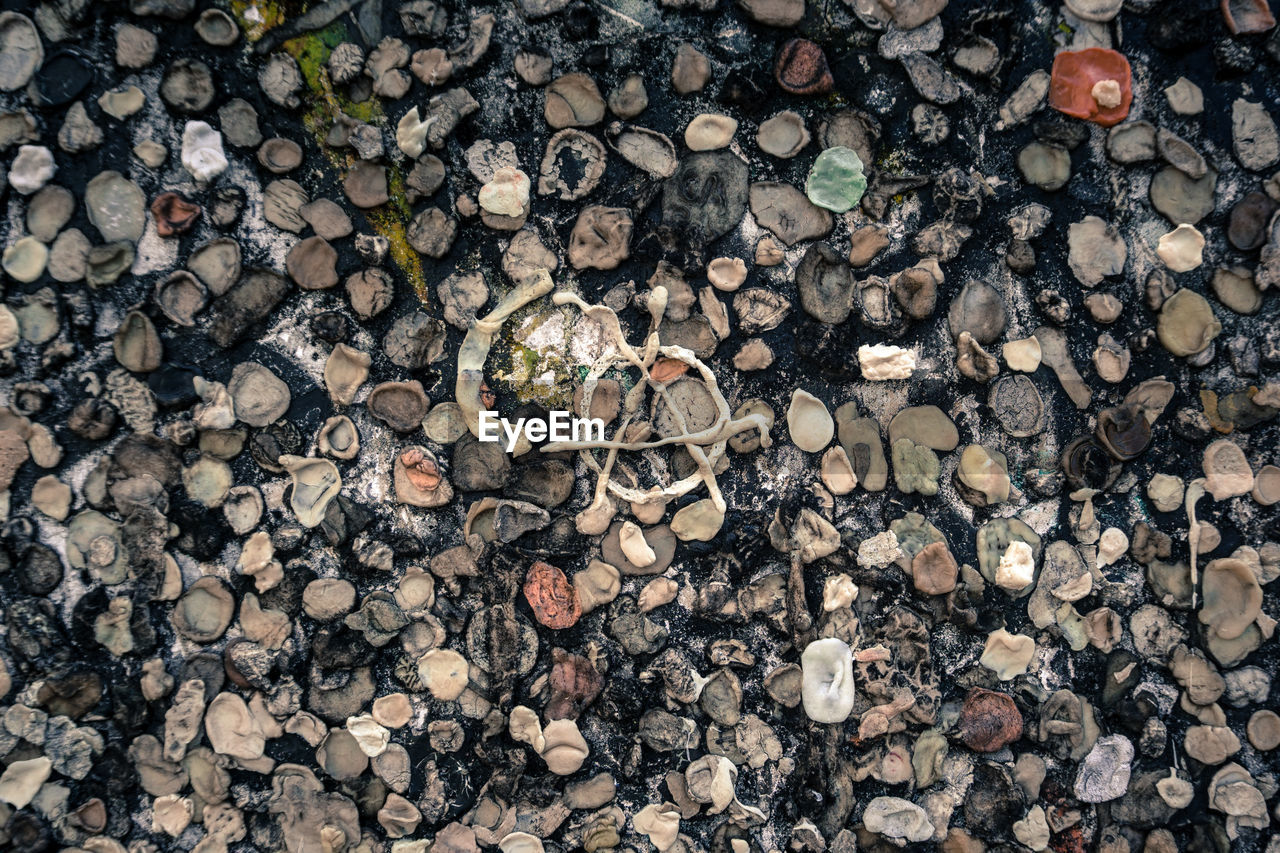 FULL FRAME SHOT OF STONES IN FOREST