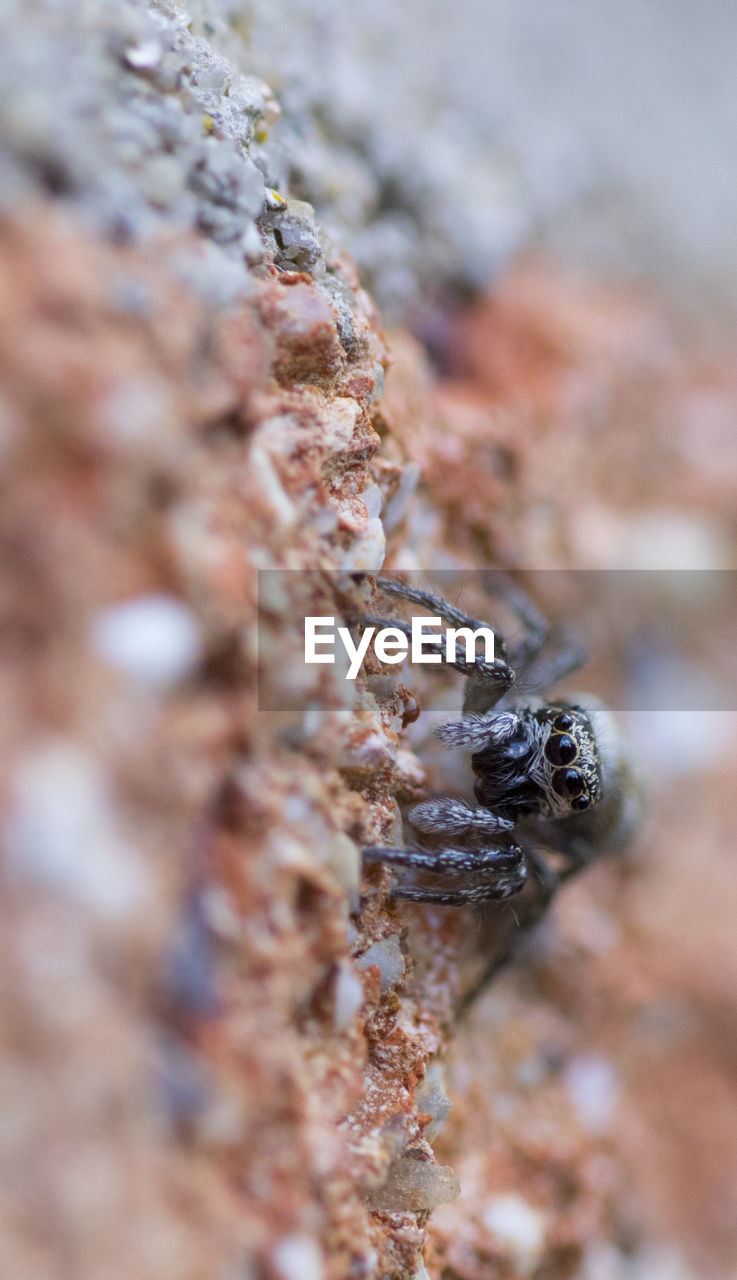 Close-up of jumping spider
