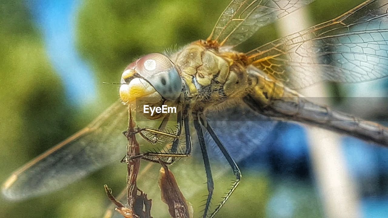 CLOSE UP OF DRAGONFLY