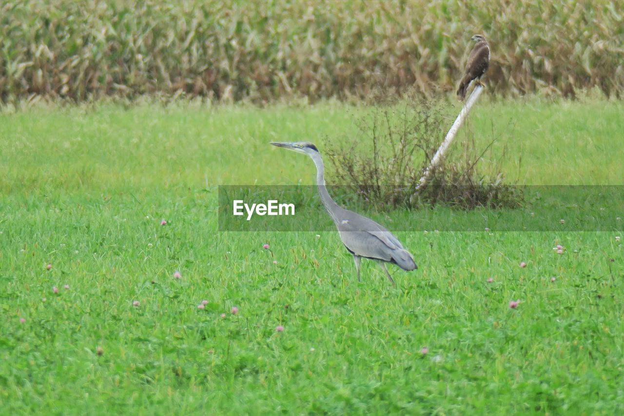 Gray heron perching on field