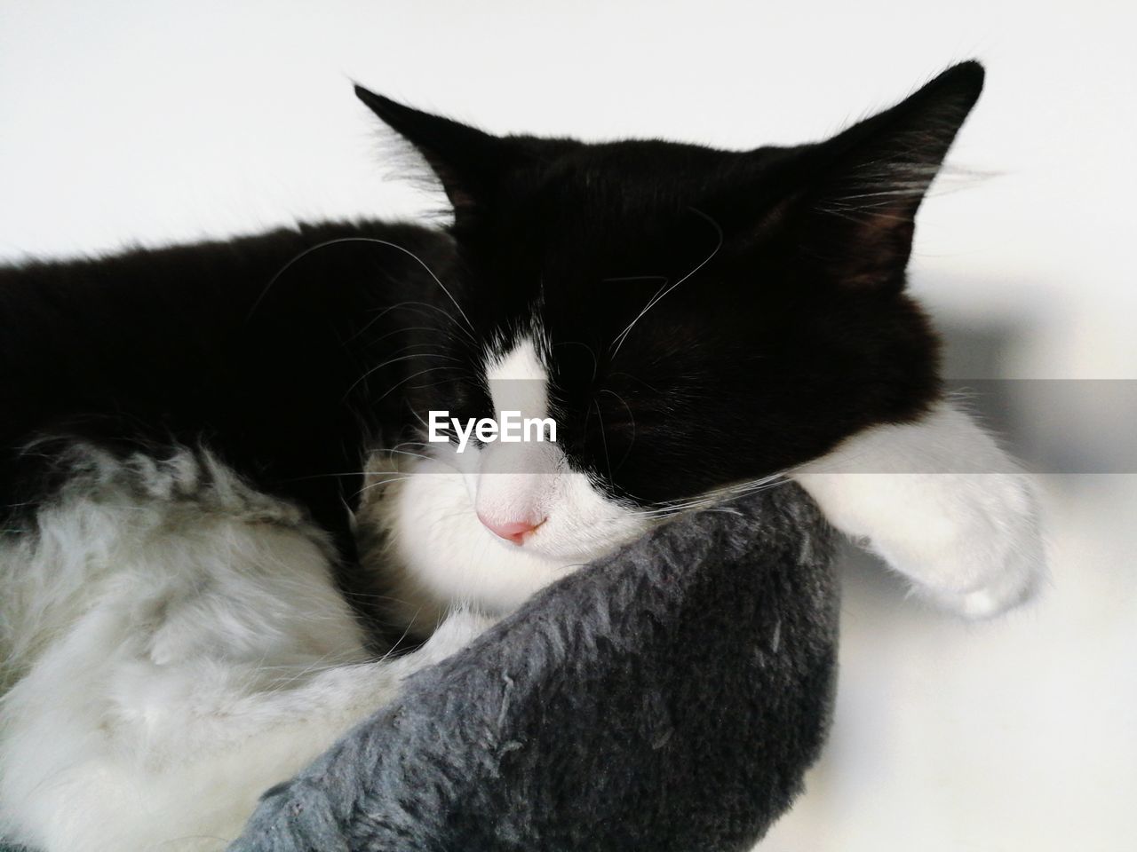 CLOSE-UP OF CAT LYING ON BLANKET