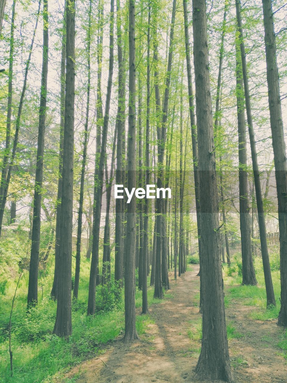 CLOSE-UP OF TREE TRUNKS IN FOREST