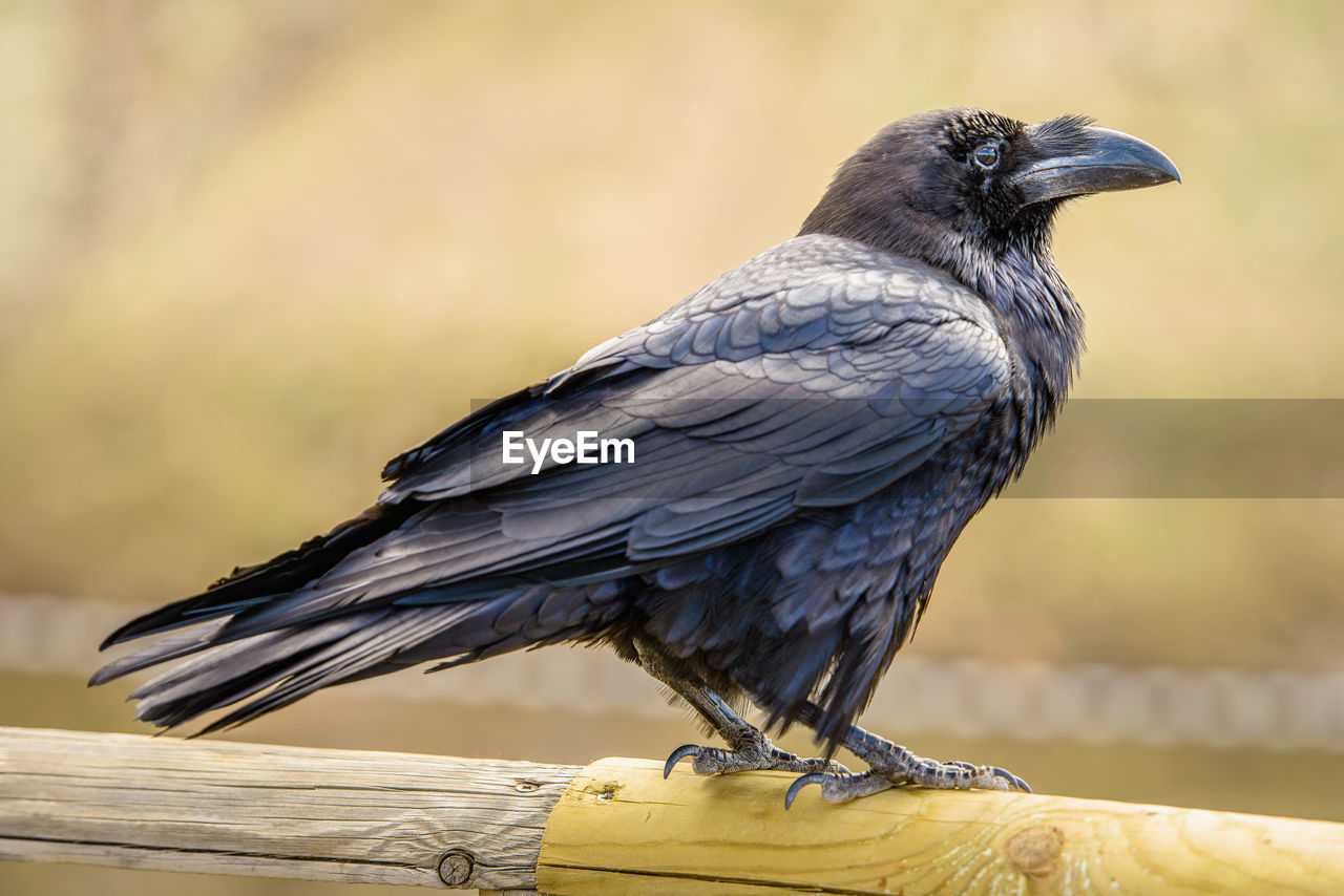 A black common raven at the coast of fuerteventura