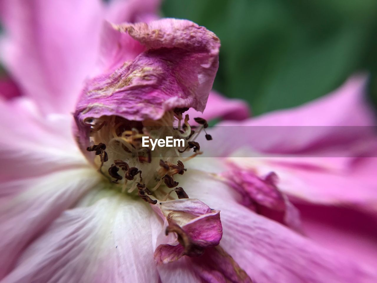 CLOSE-UP OF BEE ON PINK FLOWER