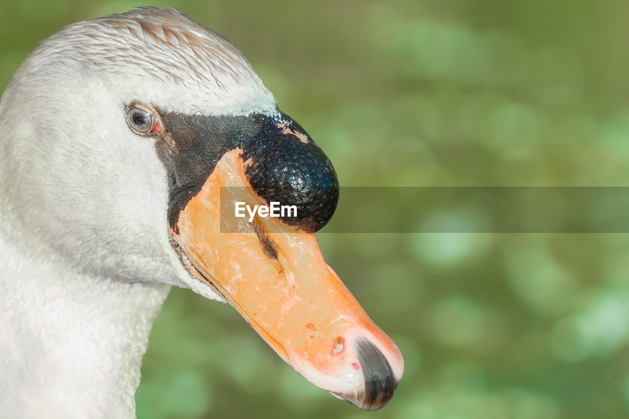 Close up of a mute swan on a sunny day at the lake in summer time