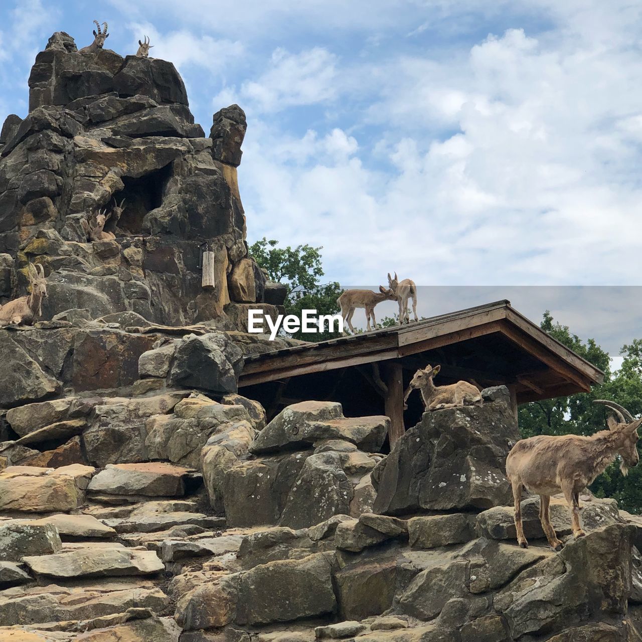 Low angle view of deers on rock against sky