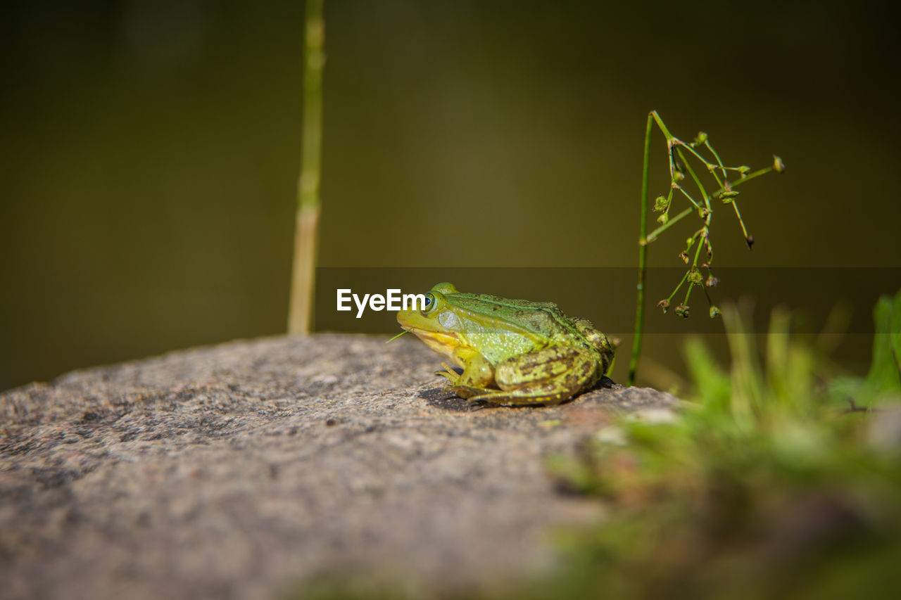 A beautiful common green water frog enjoying sunbathing in a natural habitat at the forest pond. 