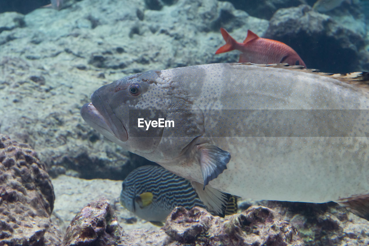 FISH SWIMMING UNDERWATER