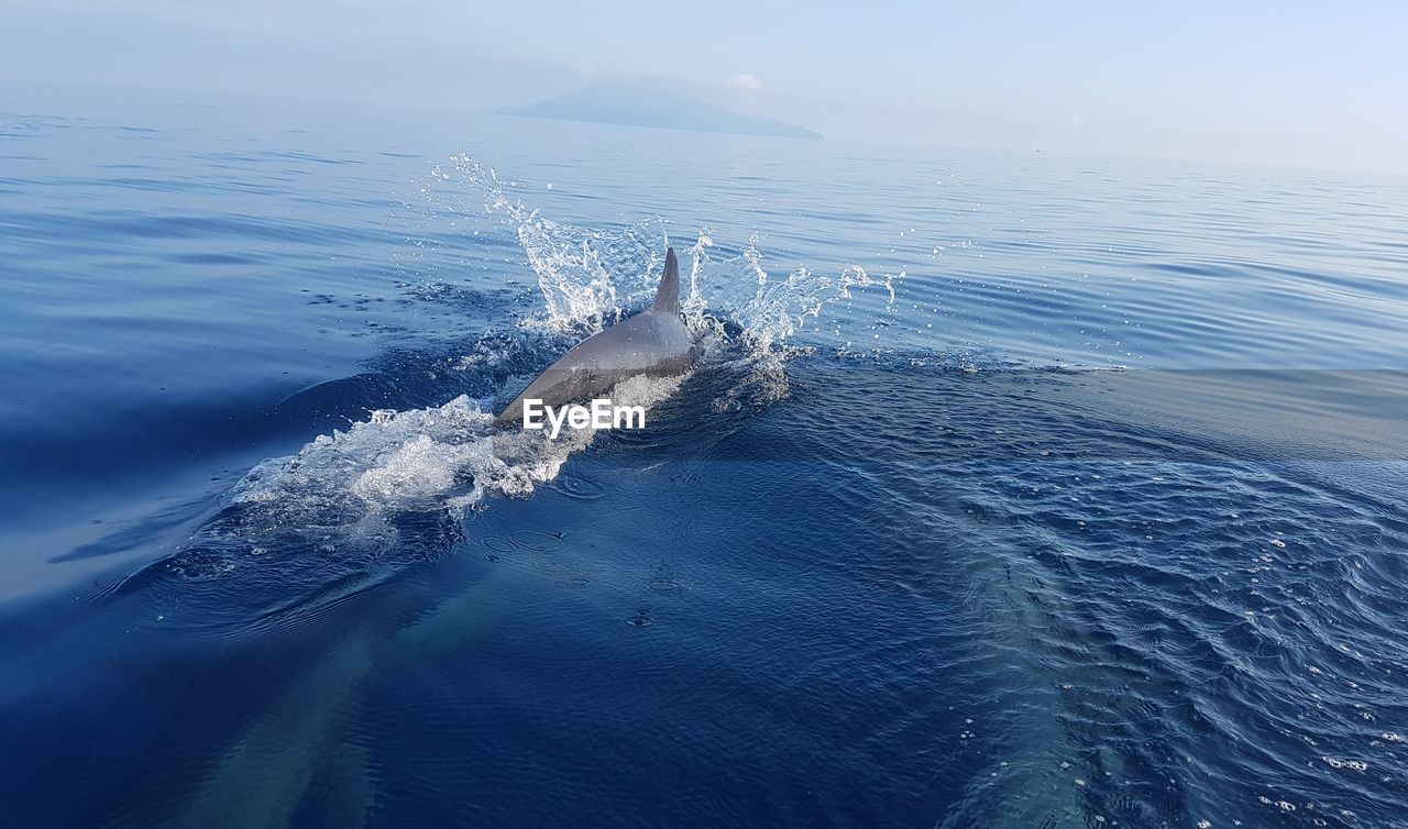 Aerial view of sea and dolphin against sky 