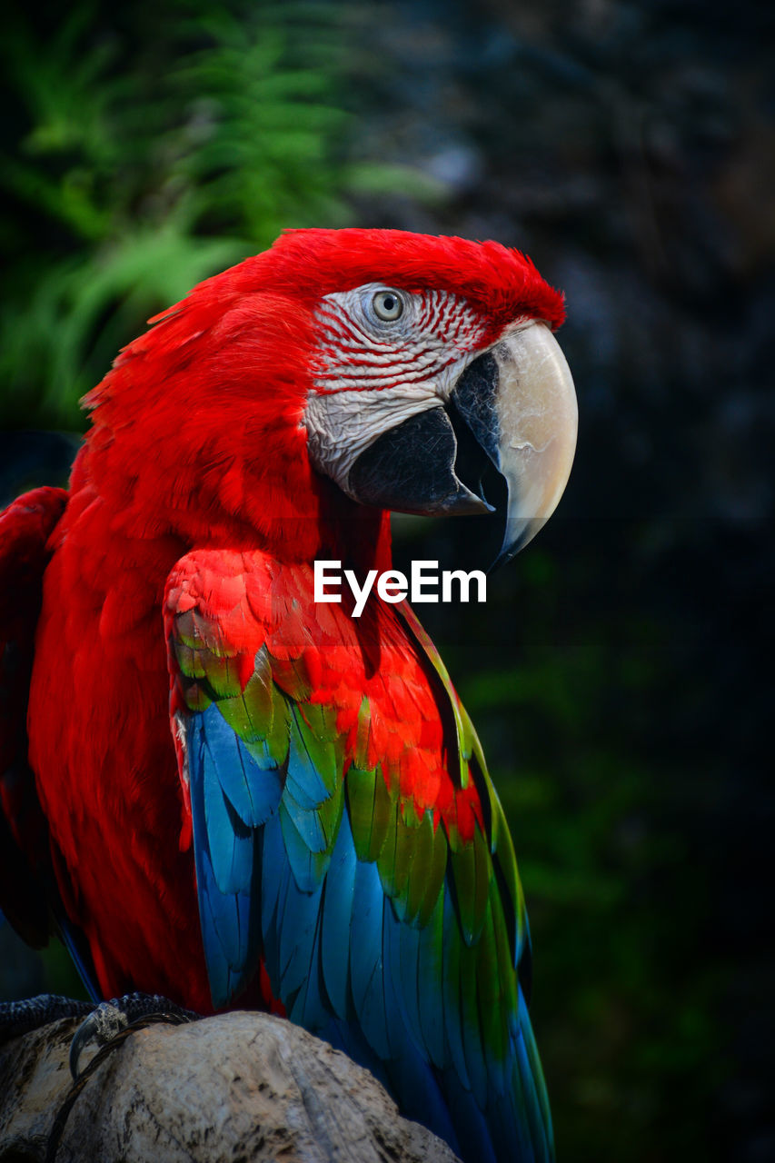 Close-up of parrot perching