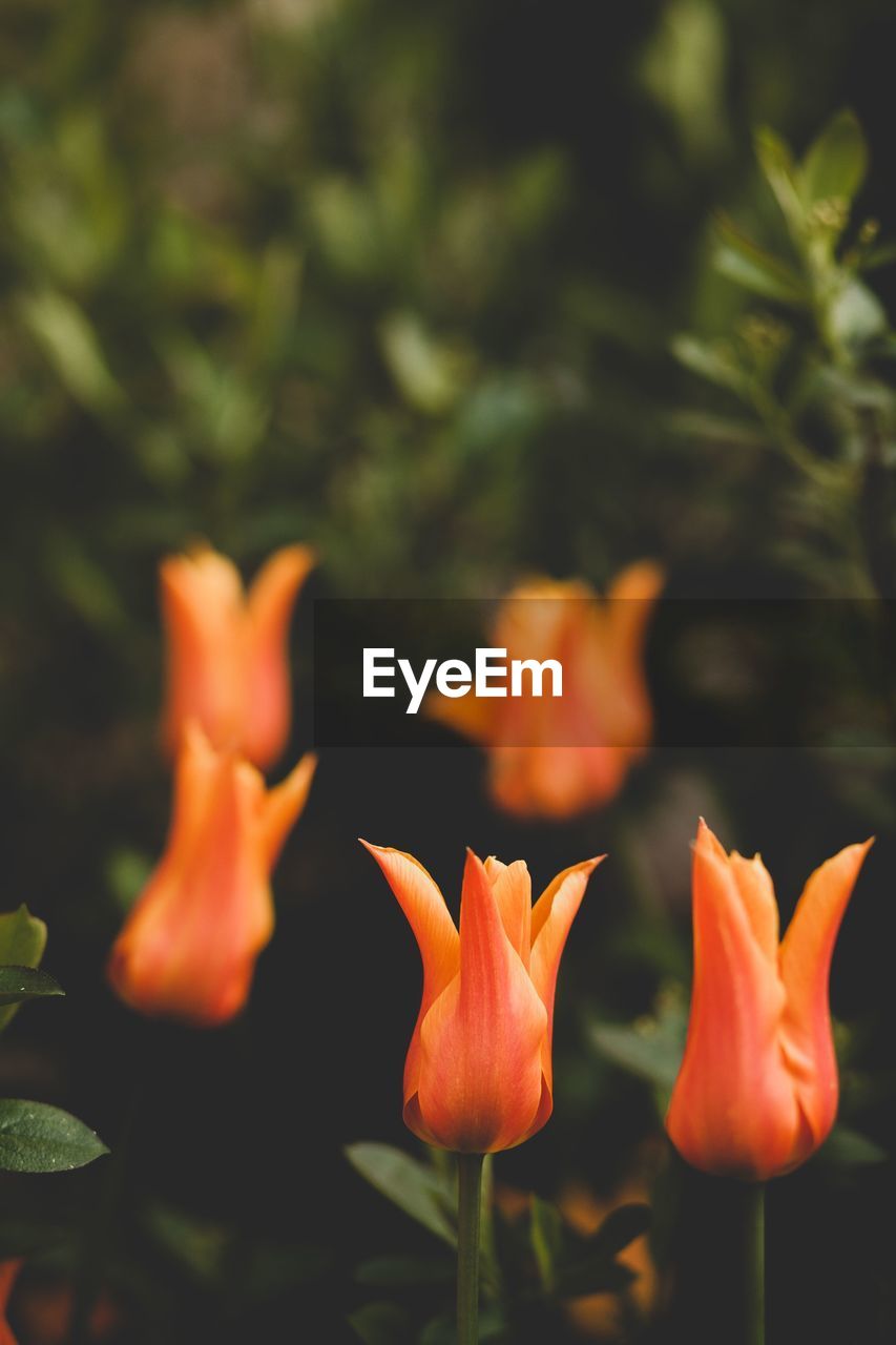 Close-up of orange flowering plants on field