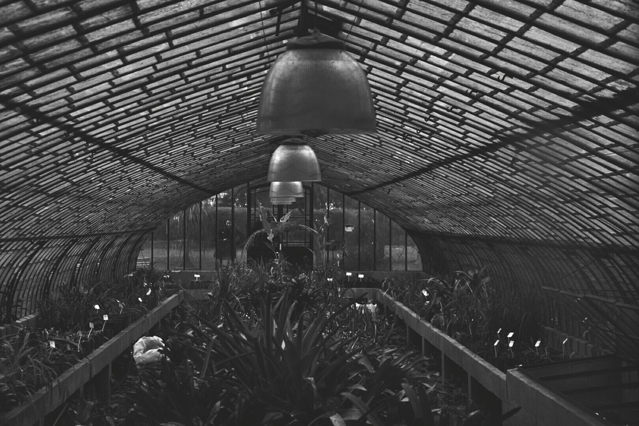 architecture, indoors, ceiling, built structure, no people, growth, lighting equipment, illuminated, plant, low angle view, arch, metal, diminishing perspective, abandoned, day, old, pattern, nature, wall - building feature, roof beam, plant nursery