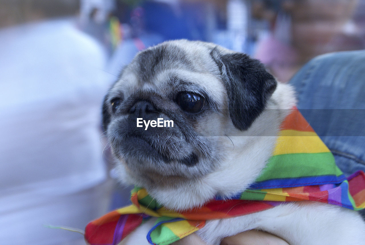 Close-up of a dog with rainbow flag