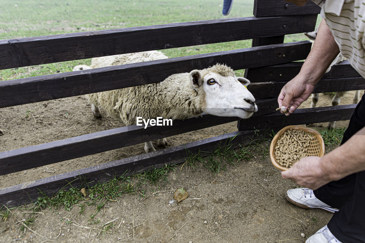 Cropped hand feeding sheep