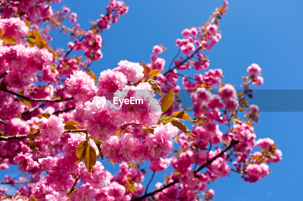 CLOSE-UP OF PINK CHERRY BLOSSOM