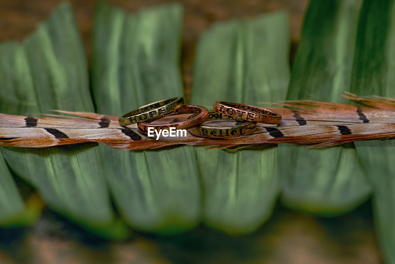 CLOSE-UP OF GRASSHOPPER ON A WOOD