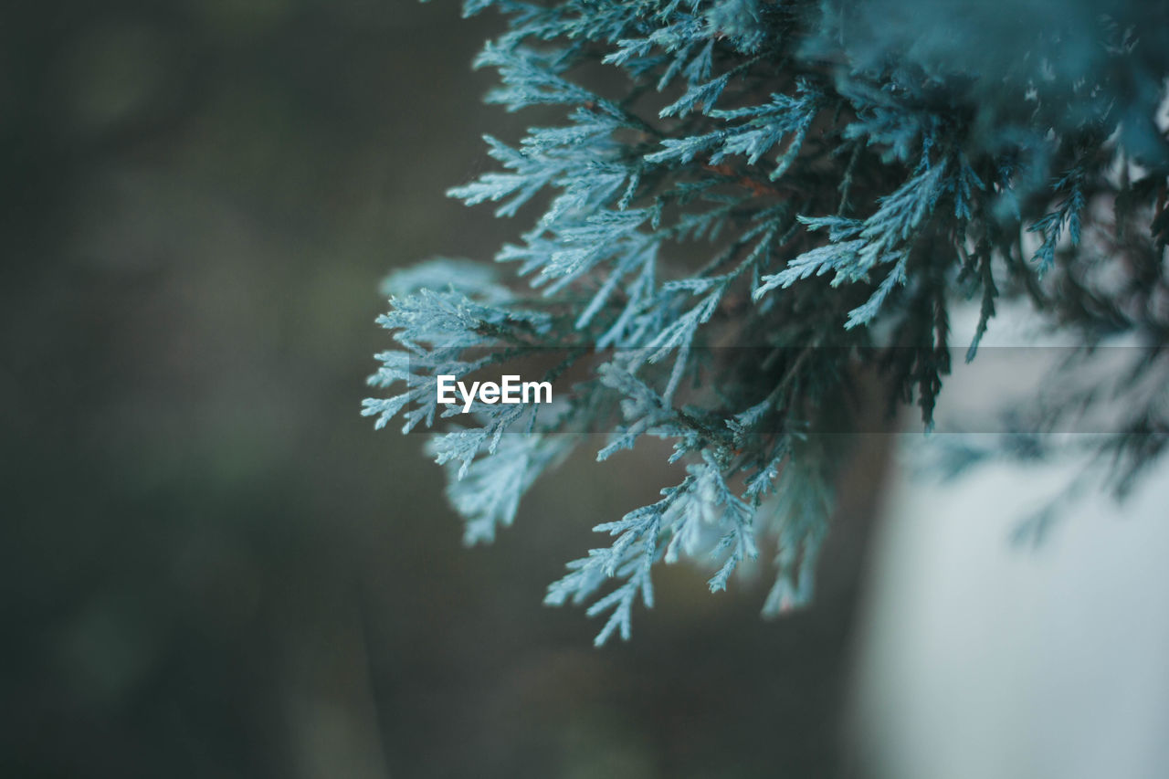 Close-up of pine tree during winter