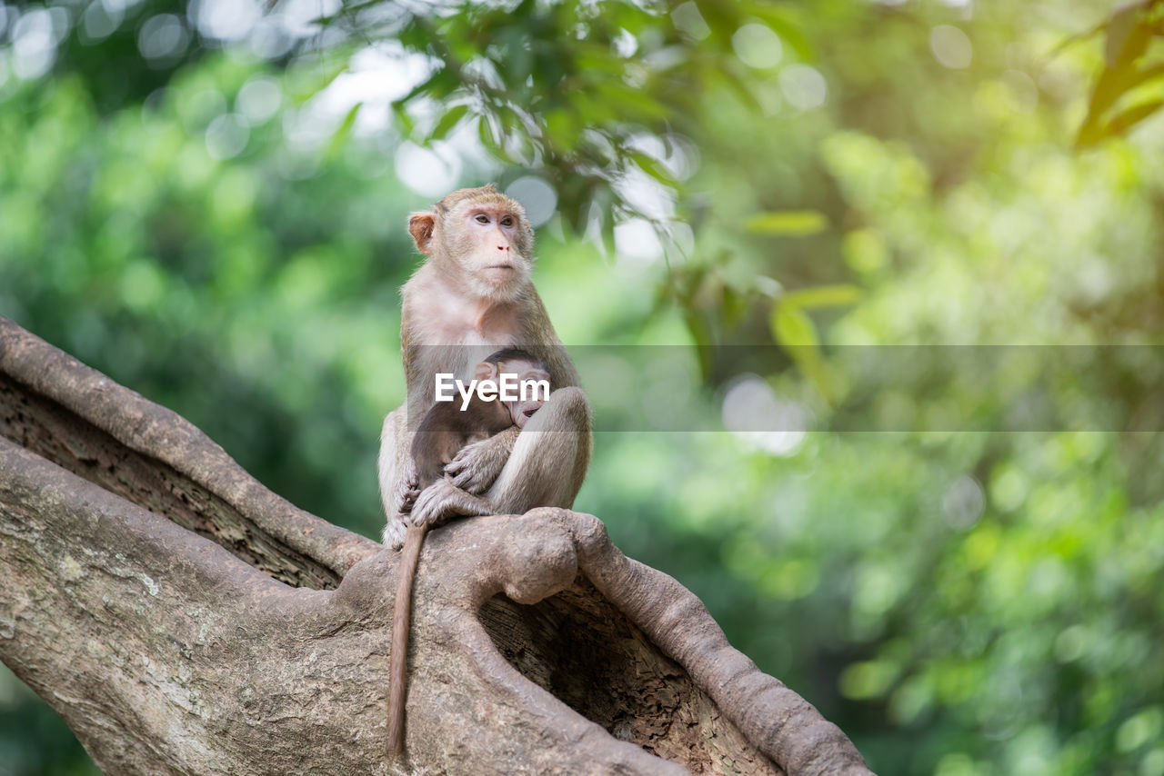 Monkey with infant sitting on tree in forest