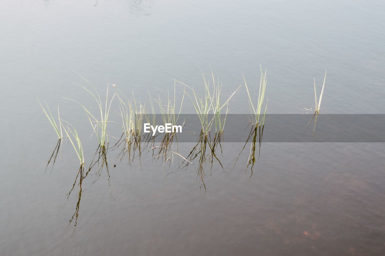 High angle view of grass in lake
